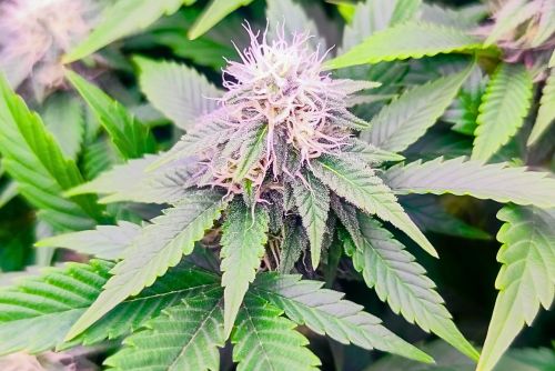 Cherry Bomb strain