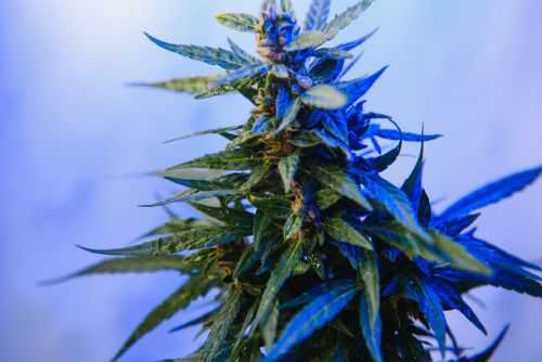 Cherry Bomb strain