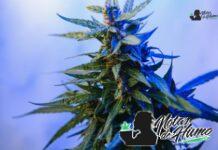 Cherry Bomb strain marihuana: Opiniones y Efectos