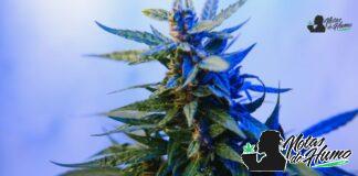 Cherry Bomb strain marihuana: Opiniones y Efectos