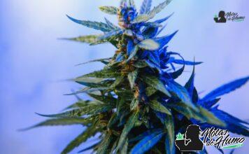 Cherry Bomb strain marihuana: Opiniones y Efectos
