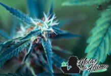 Cherry Punch strain