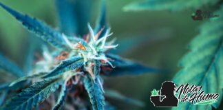 Cherry Punch strain marihuana: Opiniones y Efectos Cherry Punch strain