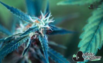 Cherry Punch strain