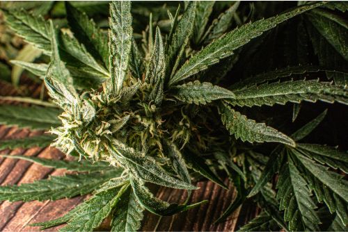 Clementine strain 