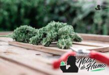 Devil Driver strain marihuana: Opiniones y Efectos