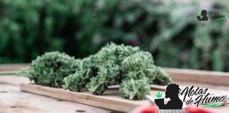 Devil Driver strain marihuana: Opiniones y Efectos