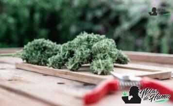 Devil Driver strain marihuana: Opiniones y Efectos