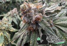 Dirty Sprite Breath strain