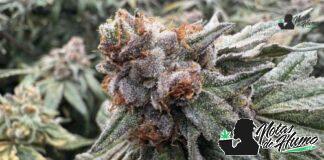 Dirty Sprite Breath strain