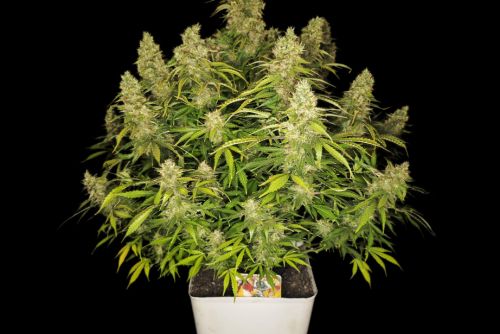 Dirty Sprite Breath strain