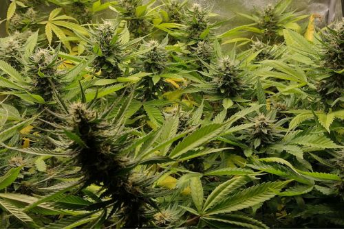 Girl Scout Cookies strain
