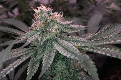 Gelato Cake strain