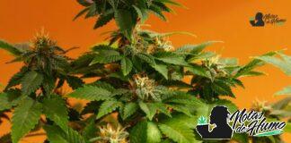 Gelato Cake strain marihuana: Opiniones y Efectos Gelato Cake strain
