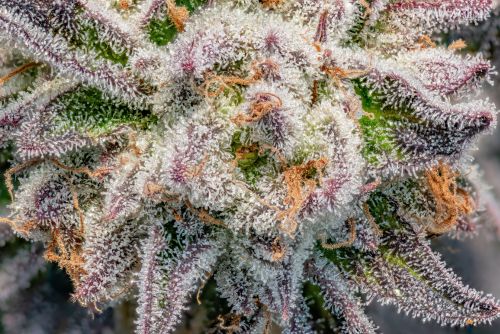 Ghost Train Haze strain
