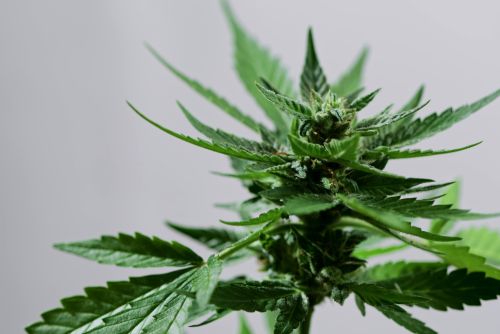 Golden Goat strain