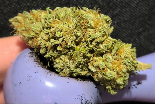 Golden Pineapple strain