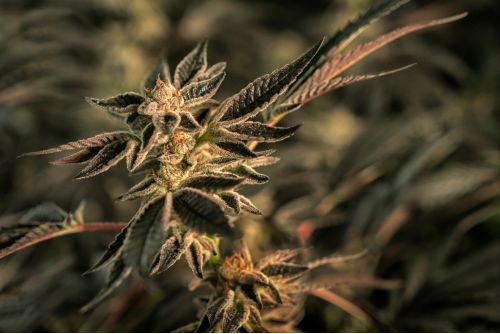 Golden Pineapple strain