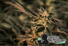 Golden Pineapple strain