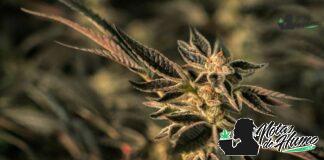 Golden Pineapple strain marihuana: Opiniones y Efectos Golden Pineapple strain