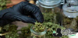 Hash Burger strain marihuana: Opiniones y Efectos Hash Burger strain