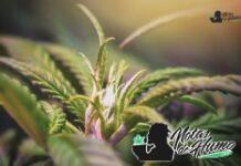 Jokerz strain marihuana: Opiniones y Efectos Jokerz strain
