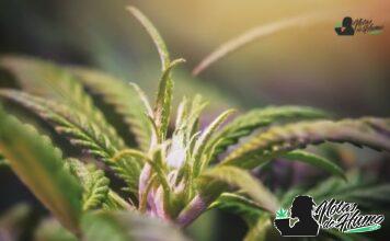 Jokerz strain