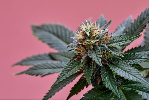 King Louis XIII strain