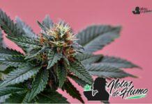 King Louis XIII strain