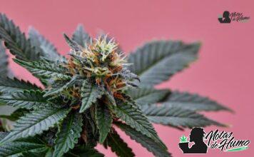 King Louis XIII strain marihuana: Opiniones y Efectos King Louis XIII strain