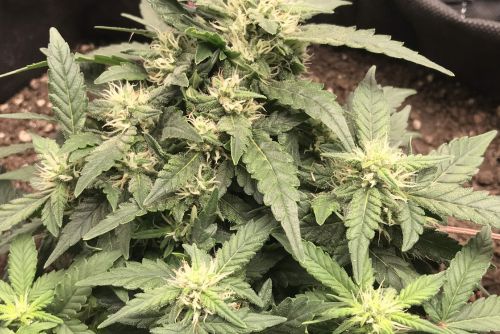 King Louis XIII strain