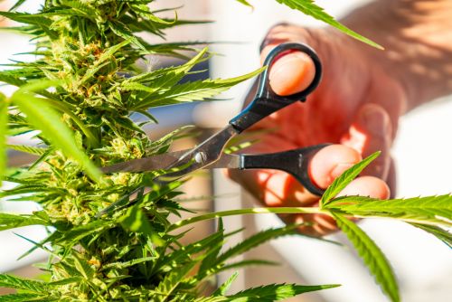 LA Confidencial strain