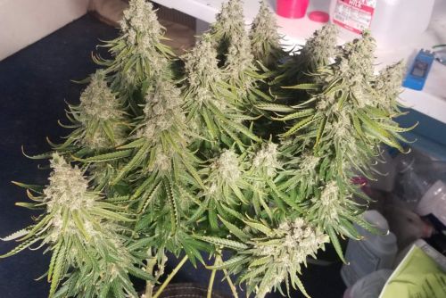 LA confidential strain