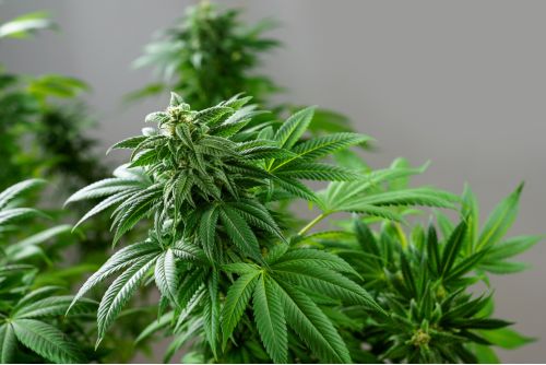 MK Ultra strain
