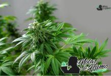 MK Ultra strain