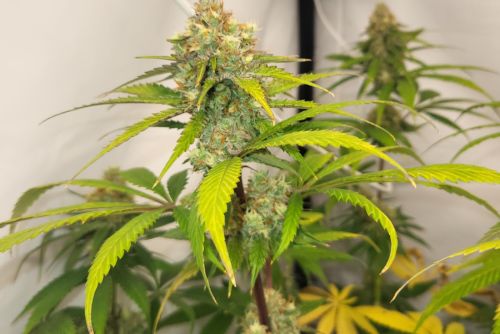 MK Ultra strain