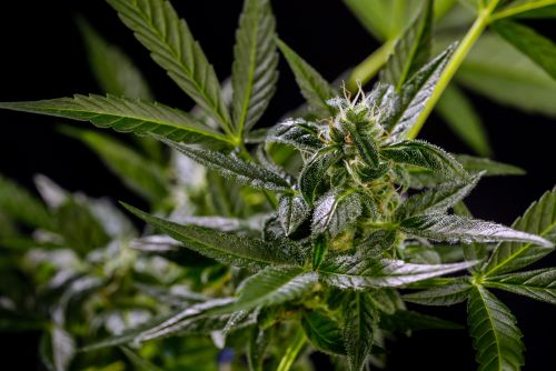 Motorbreath strain