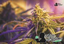 OG kush strain