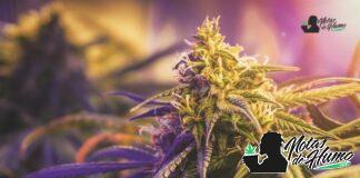 OG Kush strain marihuana: Opiniones y Efectos OG kush strain