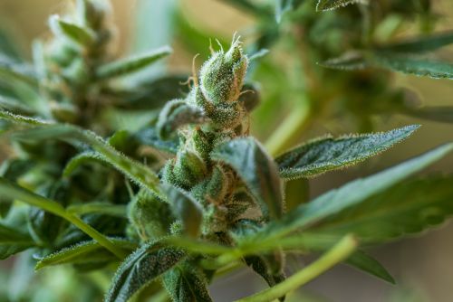 Orange Creamsicle strain