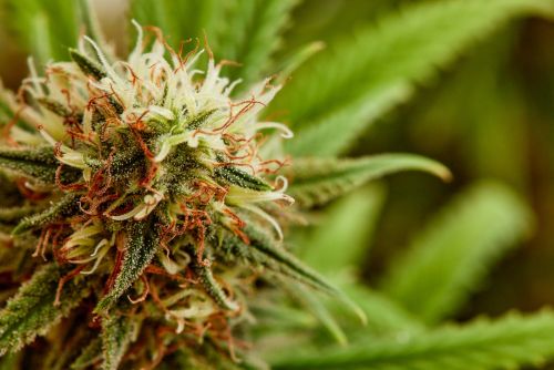 Pink Certz strain