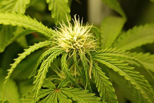 Pink Certz strain