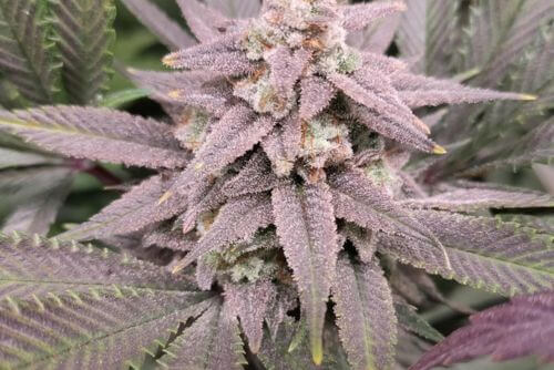 sour diesel
