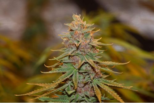 blueberry muffin strain