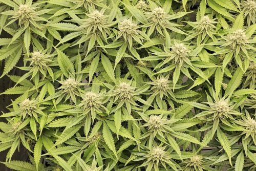 white truffle strain