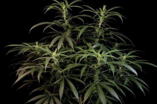 gelato strain
