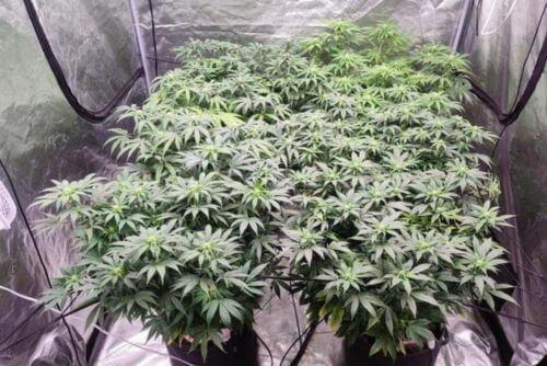 wedding cake strain