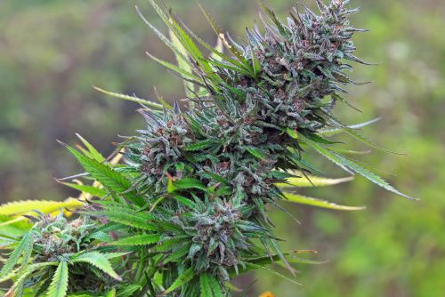 Pure Michigan strain