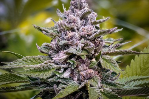 Purple Urkle strain
