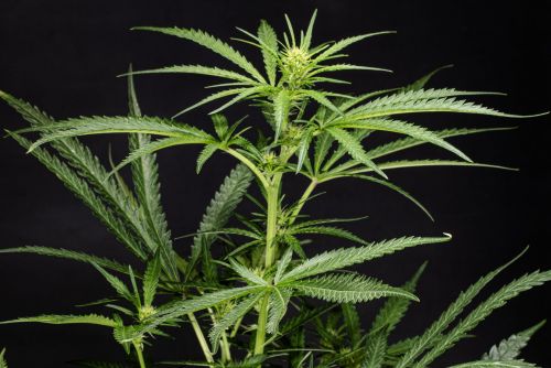 RS11 strain